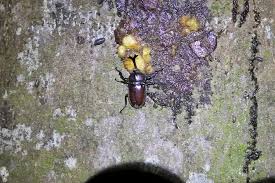 カブトムシ クワガタ採集 バナナトラップ エサ で捕獲成功 印西市でも普通にいるよ もぐパラ