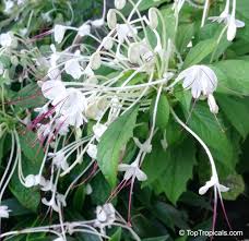 Tambourine definition, information, and history of tambourine musical instrument what is a tambourine? Clerodendrum Incisum Clerodendrum Macrosiphon Rotheca Incisa Rotheca Incisafolia Musical Note Morning Kiss Clerodendron Witches Tongue Toptropicals Com