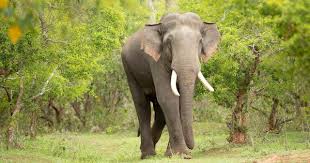 The rewilding of Rivaldo in Tamil Nadu ...