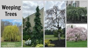 Weeping Trees 14 Beautiful Choices For The Yard And Garden