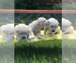 Watch training videos on the golden rule retrievers youtube page. Golden Retriever Puppies For Sale Near Louisville Kentucky Usa Page 1 10 Per Page Puppyfinder Com