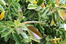 A strong, elastic material used mainly as an electrical insulator. Ficus Arrosage Rempotage Gamm Vert