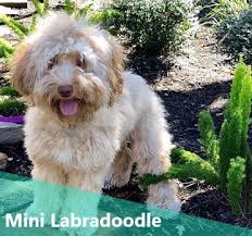 Should you like to purchase a lord and lady labradoodle, please complete the puppy adoption application. Everything You Need To Know About The Mini Labradoodle Animalso