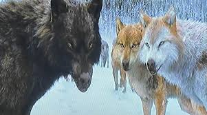 Twilight: Wolf Sam, Seth and Leah by kaelynturtle350