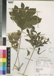 Image result for Cussonia arenicola