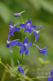 Wild Flowers Photograph Wild Larkspur By Emilia Brasier Larkspur Flower Larkspur Colorado Flowers