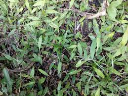 Image result for Oplismenus compositus