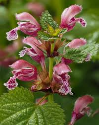 Image result for Ocimum lamiifolium