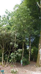 Image result for Viscum cylindricum