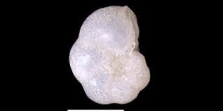 Image result for Micrargeriella