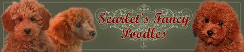All our poodles are dna tested for their traits. Red Poodles Red Poodle Puppies At Scarlet S Fancy Poodles