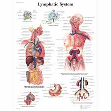 Lymphatic System Chart Lymphatic System Anatomy Human