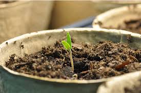 The Best Garden Pots For Hydroponics And Traditional Growing Hydrobuilder Learning Center