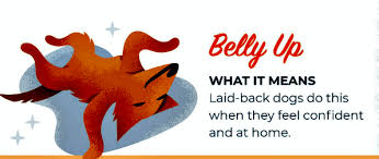 Check spelling or type a new query. Dog Sleep Position Reveals Your Dog S Personality Sleep Ability
