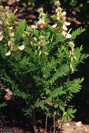 Image result for Tragia rupestris