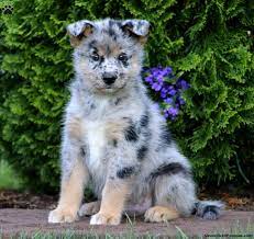 Siberian Husky Mix Puppies For Sale Greenfield Puppies