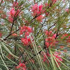 Image result for Grevillea