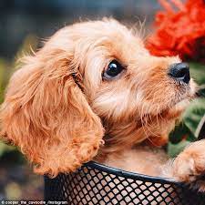 Meet Cooper The Cavoodle Who Has Over 20 000 Instagram Followers Cute Dog Pictures Dog Photoshoot Puppy Dog Eyes