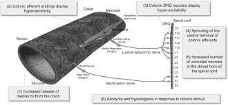 We would like to show you a description here but the site won't allow us. Extrinsic Sensory Afferent Nerves Innervating The Gastrointestinal Tract In Health And Disease Sciencedirect