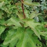 Image result for Clappertonia