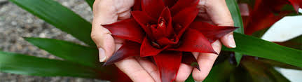 Learn about the fields, get directions and purchase tickets. Interior And Exterior Environment Designs Carlsbad Alignable