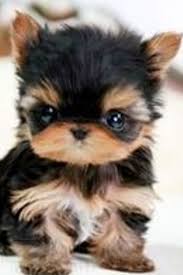Mini Chien Chien Miniature Yorkshire Nain Chien Toy Chien Yorkshire Chien
