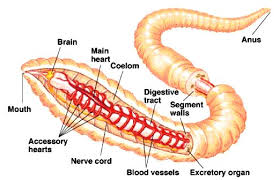 I've missed all the worms? Biology Phylum Annelida And Arthropoda Askiitians