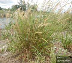 Image result for Polystachya walravensiana