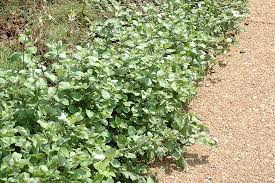 Image result for Vitex mossambicensis