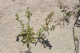 Image result for Dewildemania filifolia