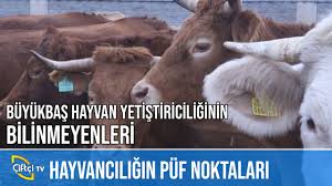 Buyukbas Hayvan Yetistiriciligi Sari Kiz Youtube
