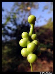 Image result for Maerua