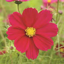 Cosmos Seeds Dazzler Flower Seeds In Packets Bulk Eden Brothers Cosmos Flowers Flower Seeds Flowers