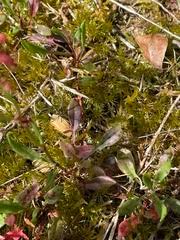 Image result for Rumex lanceolatus