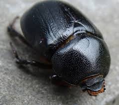 Image result for Pentodon