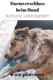 darmverschluss beim hund achtung lebensgefahr darm hundegesundheit