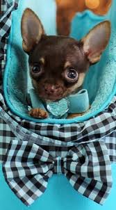 2 blue long coat and 1 blue merle short coat fantastic temperaments puppies come full vet health chec. Chihuahuas For Sale Teacup Chihuahua Dogs Teacup Chihuahua Puppies Chihuahua Puppies Chihuahua