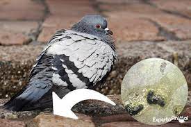 Elle fait même partie, selon l'institut national de la veille sanitaire, organisme public chargé de suivre l'évolution de notre il s'agit donc d'une maladie à prendre véritablement compte. Maladies Des Pigeons Symptomes Origine Contamination