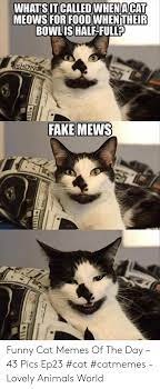 Caturday is here to slay (36 cat memes). 25 Best Memes About Funny Cat Memes Funny Cat Memes