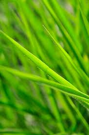 Image result for Urochloa eminii