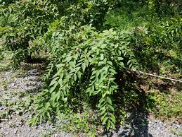 Image result for Haumaniastrum glabrifolium