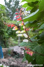 Image result for Lobelia lobata