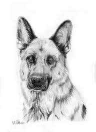 Now just close the shape and draw the. Learn To Draw A German Shepherd Puppy Dog Step By Step Easy For Beginners Rock Draw