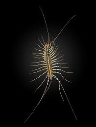 Dort wird das tier gemolken, um sein gift für die herstellung von gegengift zu nutzen. Spinnenlaufer Wikipedia