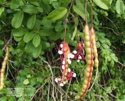 Image result for Capparaceae