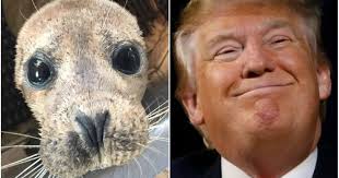 Abolishing the North American Marine Mammal Protection Act to Control  Pinniped Population