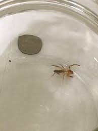 You might be rolling out the welcome mat for field, house, or camel crickets. Camel Spider Album On Imgur