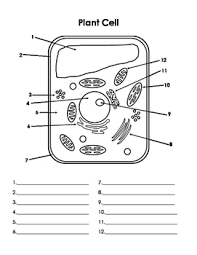 Plant cell labeled and unlabeled. Cell Parts Diagrams By Kelsey Laborio Teachers Pay Teachers