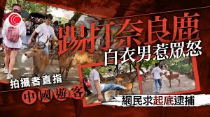 網傳中國遊客踢打奈良鹿日網民激憤求逮捕「真實身份」微博掀議論 ...