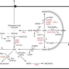 This causes unnecessary signalling on the um, abis and a interfaces, and can give an indication of incorrect handover parameter settings or a dominance problem in the. Pdf Chemistry And Redox Biology Of Mycothiol